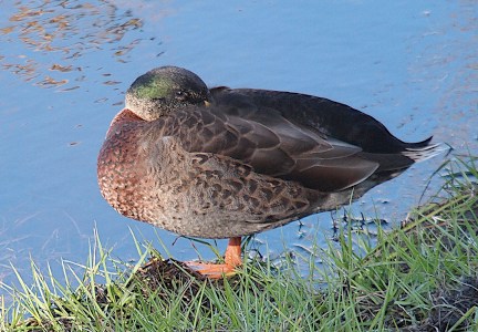 [A mallard with its green head has its bill completely tucked under its back wing as it stands at the water's edge resting. It has one dark eye watching the camera.]